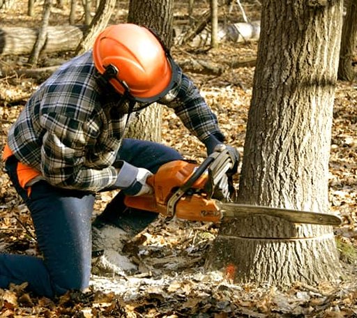 Tree Removal in Marvell, AR